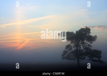 Silhouette di pino silvestre (Pinus sylvestris) su una brughiera, inizio in una nebbiosa mattina in autunno. Le scie di condensazione colorato di arancione Foto Stock