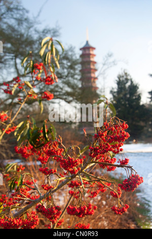 Pagoda a Kew Gardens di neve con bacche rosse in primo piano West London Inghilterra England Regno Unito Foto Stock