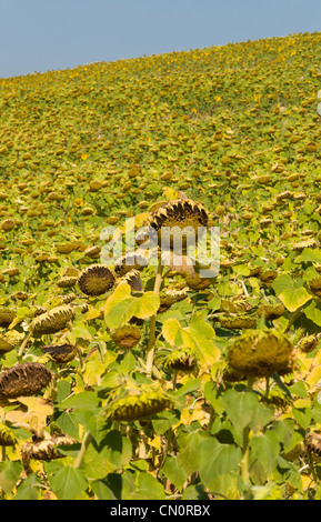 Campo di semi di girasole in autunno, Toscana, Italia Foto Stock