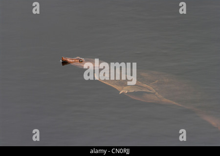Florida Softshell tartaruga, Apalone ferox Foto Stock