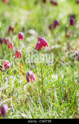 Fritillaria meleagris, la testa del serpente Fritillary, in primavera nel Surrey, Inghilterra, viola varietà. Foto Stock