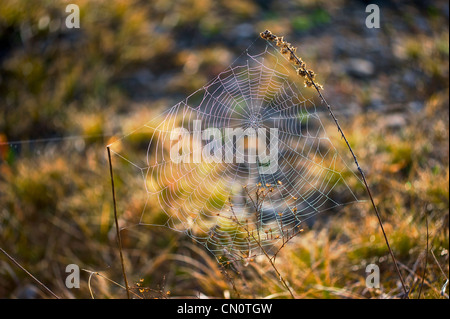 Spider Web all'inizio di rugiada di mattina di Lakeside Daisy area di Marblehead, Ohio Foto Stock