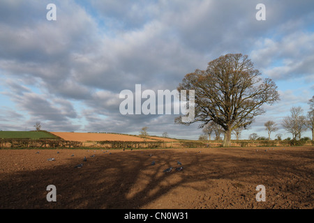 Pigeon decoy fissati su un fresco campo forato di orzo primaverile su una mattina di sole. Foto Stock