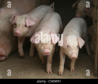 Three Little Pigs in corrispondenza di una piccola fattoria in Nepal Foto Stock