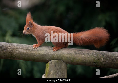 Uno scoiattolo rosso presso il British Centro faunistico del Surrey in Gran Bretagna Foto Stock