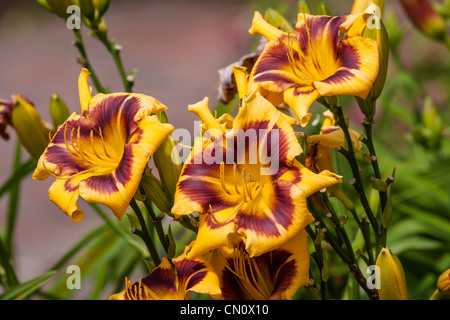 Daylily, Hemerocallis 'Pepe Nero', presso Mercer Arboretum e Giardini Botanici in primavera, Texas. Foto Stock