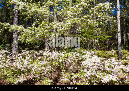 Fioritura Sanguinello alberi e azalee all'Azalea ciotola giardino a Callaway Gardens in legno di pino di montagna, Georgia. Foto Stock