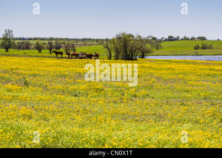 Cavalli in un campo di Coreopsis giallo in fiore su Texas Farm-to-Market Road 362 vicino a Whitehall, Texas. Foto Stock