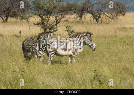 Due di Grevy zebre in pianura Foto Stock