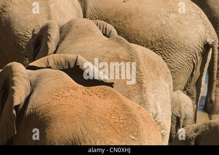 Elefanti in Uaso Nyiro-close up (Loxodonta africana) Foto Stock