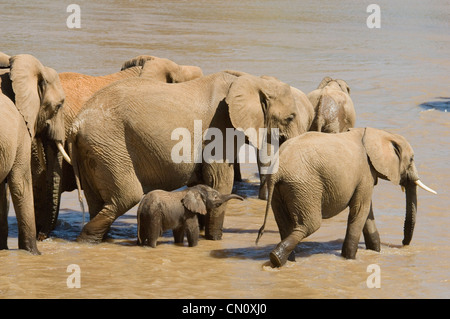 Gli elefanti attraversando Uaso Nyiro (Loxodonta africana) Foto Stock