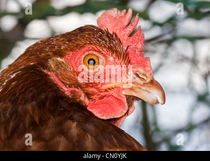 Close-up di un pollo marrone Foto Stock