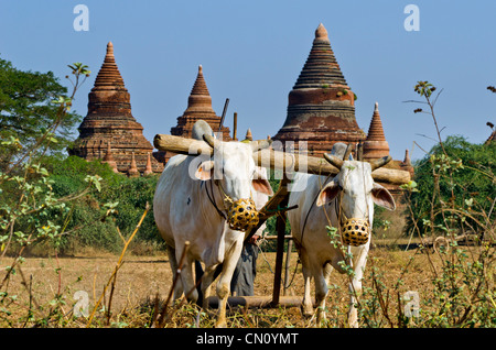 Ox carrello aratura nel solco con astine in background, Bagan, Myanmar Foto Stock