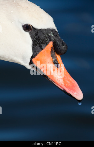 Cigno - Cygnus olor - ritratto con acqua goccia a goccia, REGNO UNITO Foto Stock
