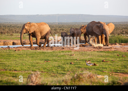 Un branco di elefanti bere e giocare nel foro di irrigazione a Addo Elephant National Park, Capo orientale, Sud Africa Foto Stock