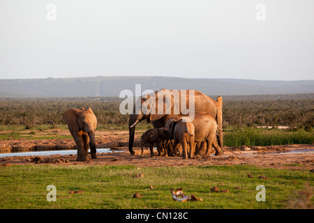 Un branco di elefanti in corrispondenza di un foro di irrigazione a Addo Elephant National Park, Capo orientale, Sud Africa Foto Stock