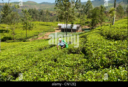 Donna Tamil tea plucker al lavoro Nuwara Eliya Sri Lanka Foto Stock