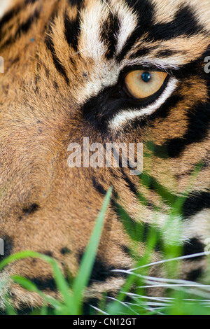 Tigre del Bengala - Panthera tigris - chiudere gli occhi su ritratto Foto Stock