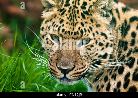 Amur leopard - Panthera pardus Foto Stock