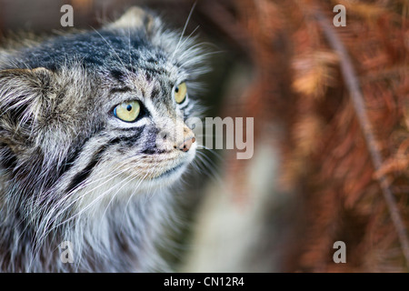 Gatto Pallas - Otocolobus manul - close up ritratto Foto Stock