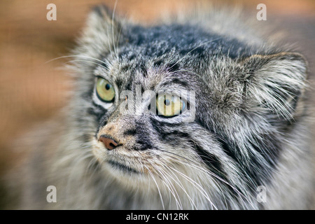 Gatto Pallas - Otocolobus manul - close up Foto Stock