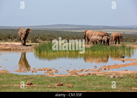 Un branco di elefanti in corrispondenza di un foro di irrigazione in Addo Elephant National Park, Capo orientale, Sud Africa Foto Stock