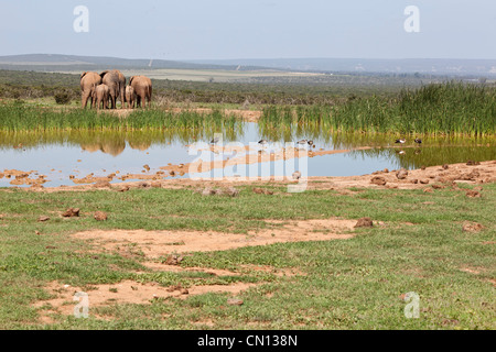 Un branco di elefanti in corrispondenza di un foro di irrigazione a Addo Elephant National Park, Capo orientale, Sud Africa Foto Stock