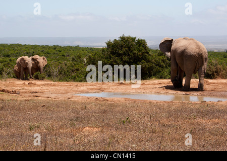 Un elefante in piedi la sua terra di un branco di elefanti in avvicinamento al foro di irrigazione, ad Addo Elephant Park, Sud Africa Foto Stock