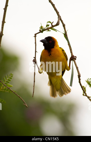 Testa nera Tessitore (aka Village Weaver, Pezzata-backed Weaver) (Ploceus cucullatus) Foto Stock