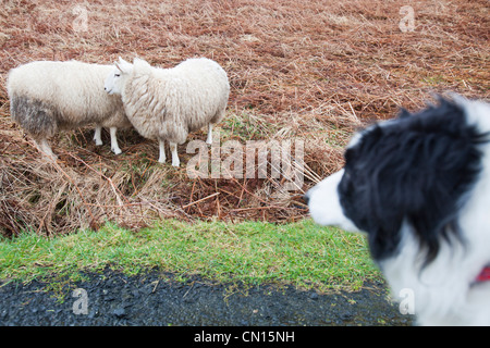 Due pecore a Portnalong, Isola di Skye in Scozia, Regno Unito, essendo strettamente sorvegliato da un pet Border Collie. Foto Stock