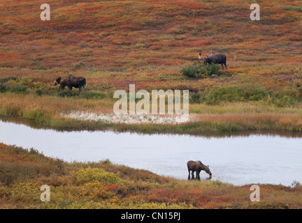 Due bull Moose (Alces alces) e una mucca sono venuti ad alimentare nella tundra e nello stagno. Parco Denali, Alaska Foto Stock