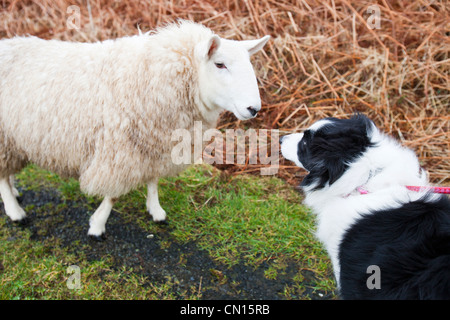 Tre pecore a Portnalong, Isola di Skye in Scozia, Regno Unito, essendo strettamente sorvegliato da un pet Border Collie. Foto Stock