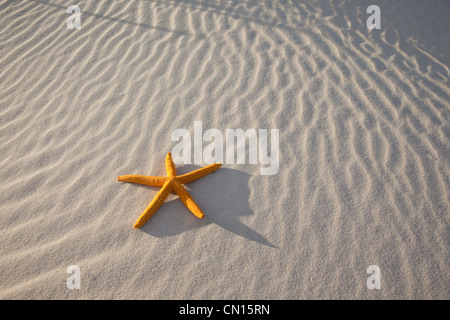 Stella gialla sulla sabbia a Sud Australia Foto Stock