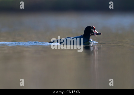 La folaga (fulica atra) portando la nidificazione materiale indietro al sito di nido Foto Stock