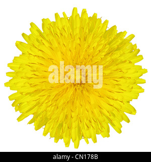 Fiore di tarassaco isolato su bianco Foto Stock