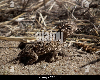 Texas cornuto Lizard Phrynosoma cornutum Potter County Texas USA Foto Stock