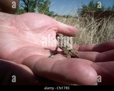 Texas cornuto Lizard Phrynosoma cornutum Potter County Texas USA Foto Stock