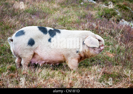 Un intervallo libero sul maiale Raasay, Scotland, Regno Unito. Foto Stock