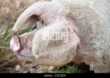 Un intervallo libero sul maiale Raasay, Scotland, Regno Unito. Foto Stock