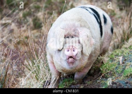 Un intervallo libero sul maiale Raasay, Scotland, Regno Unito. Foto Stock