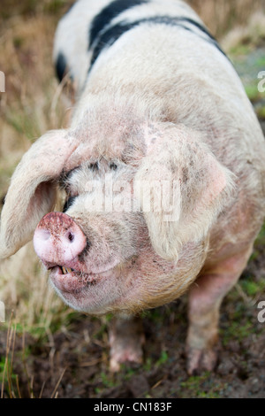 Un intervallo libero sul maiale Raasay, Scotland, Regno Unito. Foto Stock