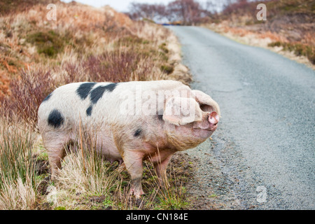 Un intervallo libero sul maiale Raasay, Scotland, Regno Unito. Foto Stock