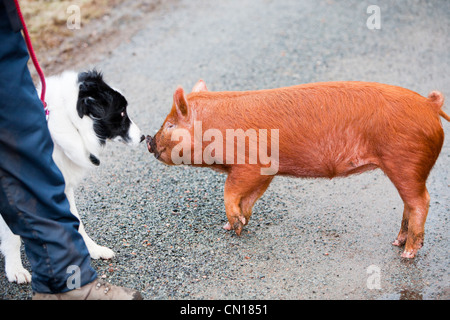 Un Border Collie cane incontra un intervallo libero sul maiale Raasay, Scotland, Regno Unito. Foto Stock