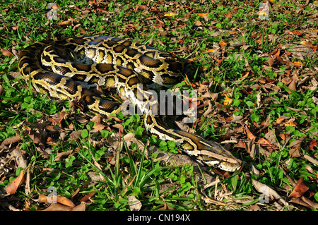 Birmano, Python Python molurus bivittatus, Florida Foto Stock