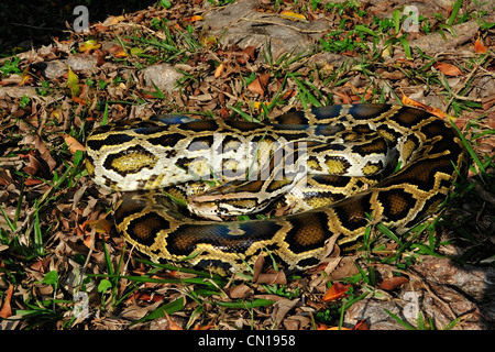 Birmano, Python Python molurus bivittatus, Florida Foto Stock