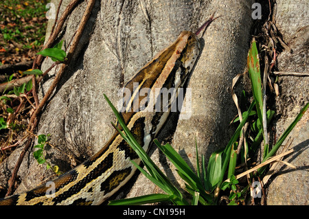 Birmano, Python Python molurus bivittatus, Florida Foto Stock