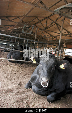 Wagyu o manzo di Kobe, mucche presso la fattoria Oguri in Nagoya, Giappone Foto Stock