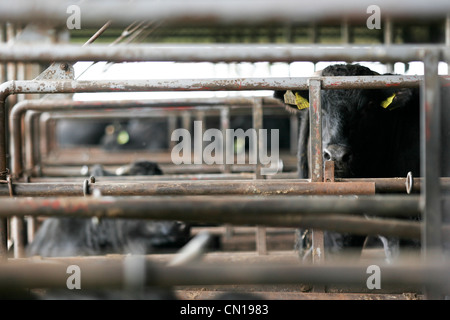 Wagyu o manzo di Kobe, mucche presso la fattoria Oguri in Nagoya, Giappone Foto Stock