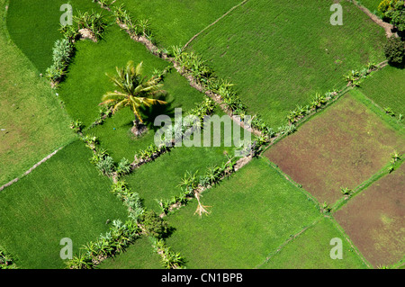 Il risone campi con Palm tree, vista aerea, Moshi, regione di Kilimanjaro, Tanzania Foto Stock