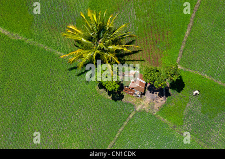 Agricoltore lavora a lavorare nei suoi campi di riso vicino alla sua casa, vista aerea, Moshi, regione di Kilimanjaro, Tanzania Foto Stock